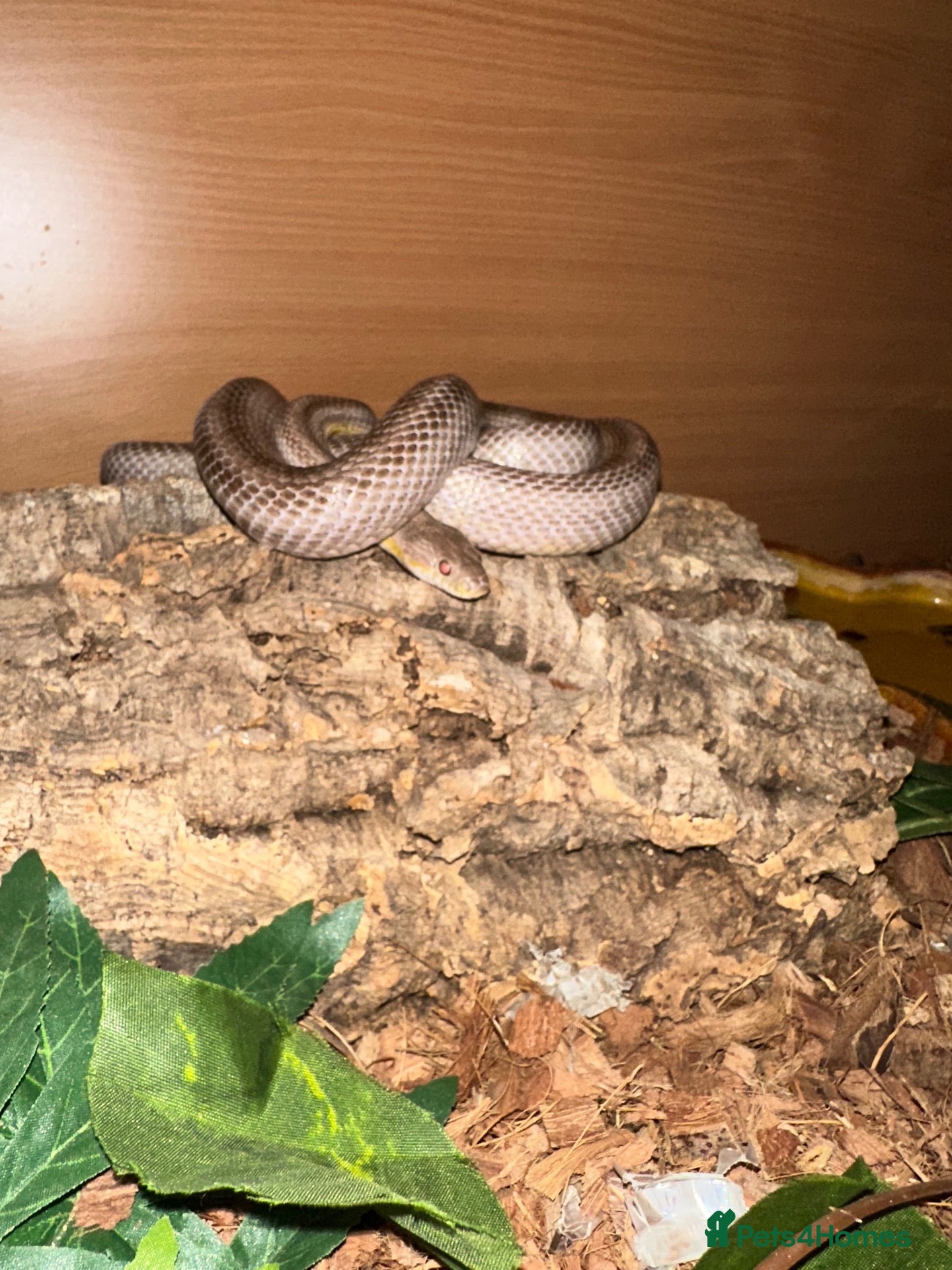 Corn Snake reptiles Corn snake  - Advert 14