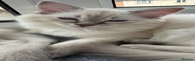 Ragdoll 3