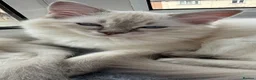 Ragdoll cats for sale: 2 TABBY GIRLS ARE AVAILABLE!! Ragdoll for sale !  - Advert 8