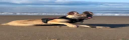 Saarloos Wolfdog dogs for sale: Lupo italiono in Thornton-Cleveleys - Advert 4
