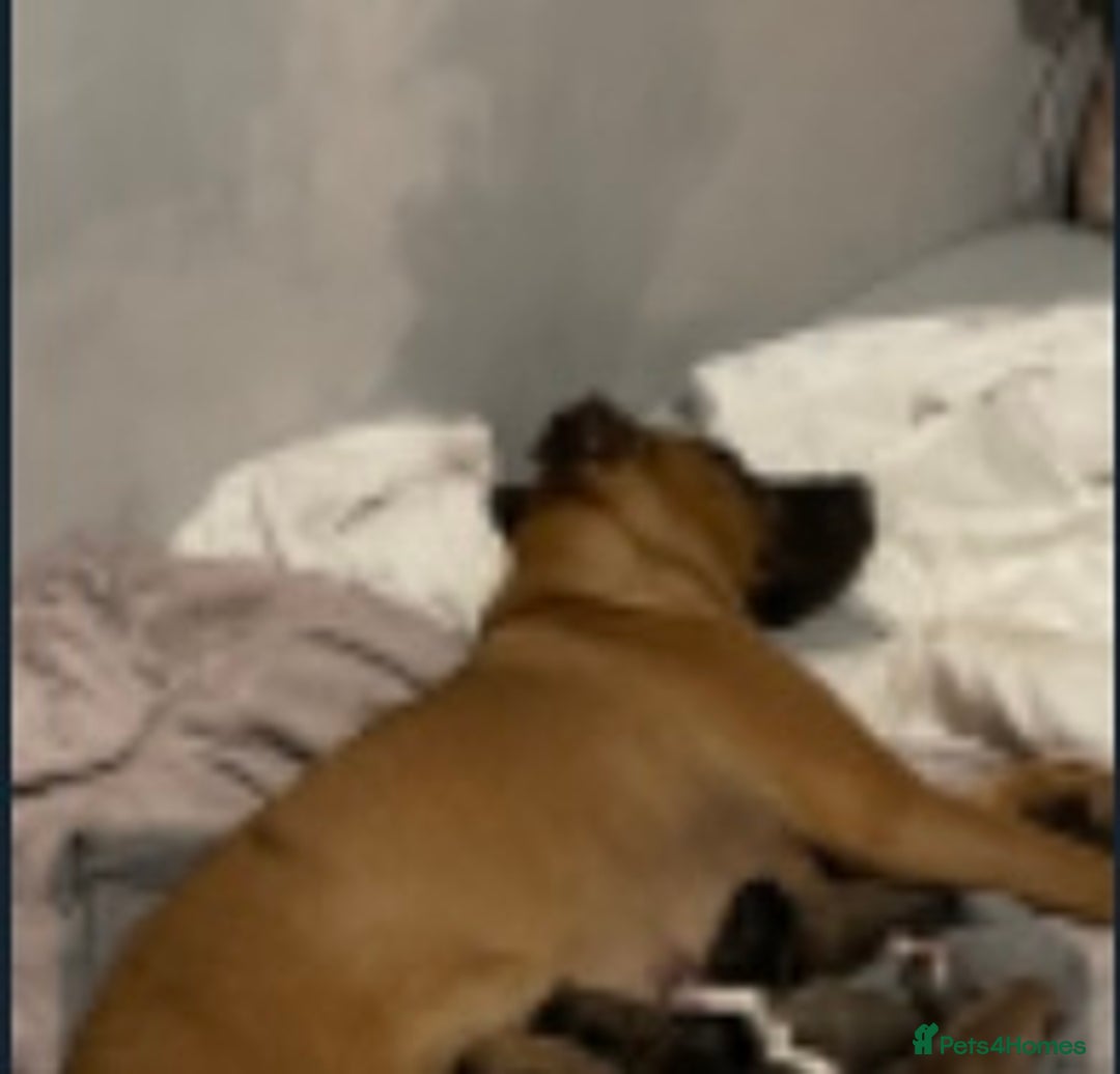 Mixed Breed dogs for sale: Beautiful bullmastiff x German shepherd pup girl - Advert 6