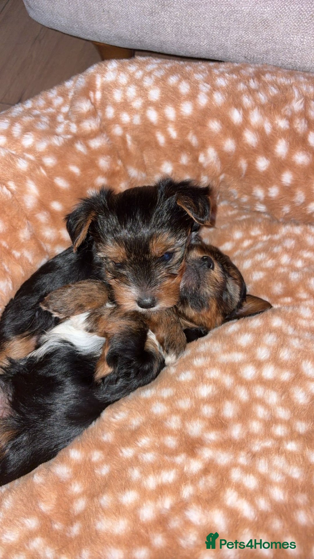 Yorkshire Terrier dogs for sale: Miniature Yorkshire Terriers - Advert 2