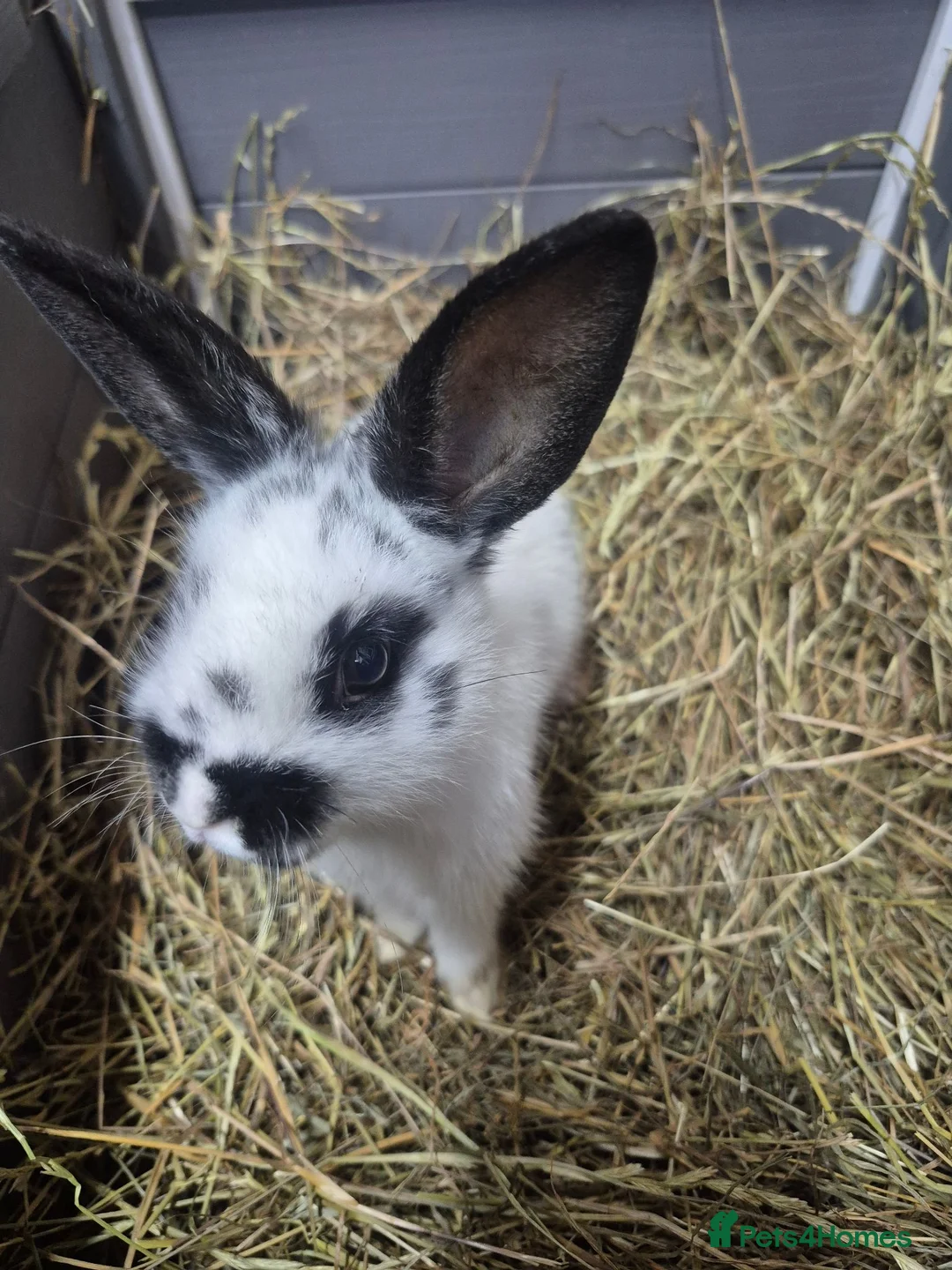 English Spot rabbits for sale: 8 week old female old english female doe  - Advert 1