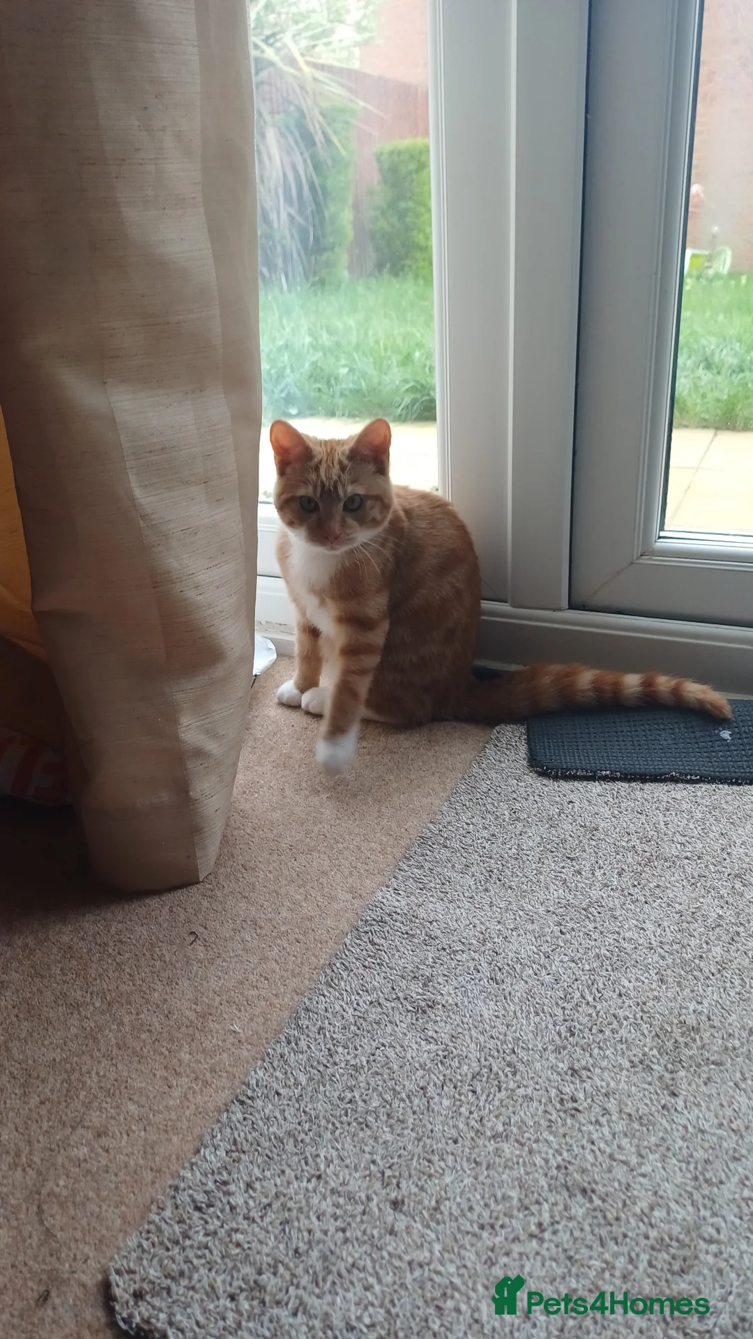 Mixed Breed cats for sale: Ginger tom kitten in Maidstone - Advert 1