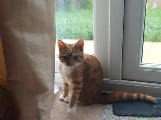 Mixed Breed cats Ginger tom kitten - Advert 4