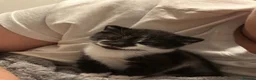 Mixed Breed cats for sale: Black&White Male Kitten - Advert 1