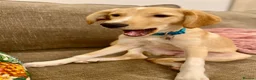Mixed Breed dogs for adoption: Maple is ready for her forever family!  in Swindon - Advert 8