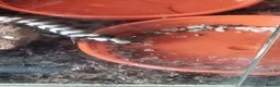 Skink reptiles for sale: Pink tongue skinks - Advert 2