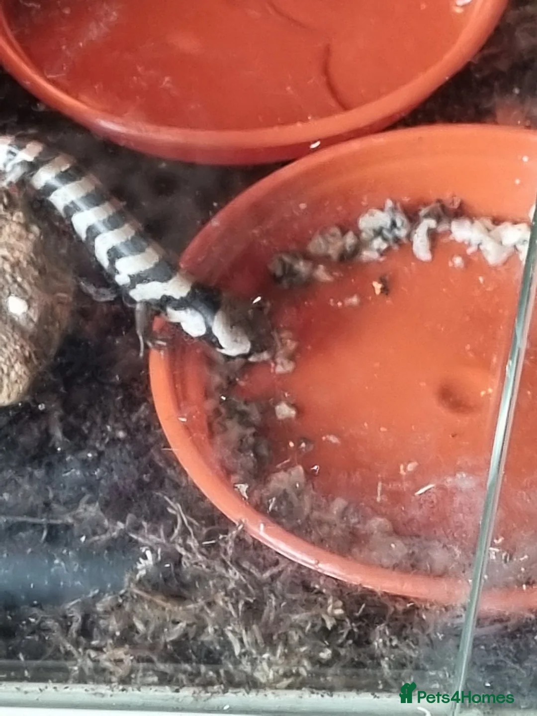 Skink reptiles for sale: Pink tongue skinks - Advert 2