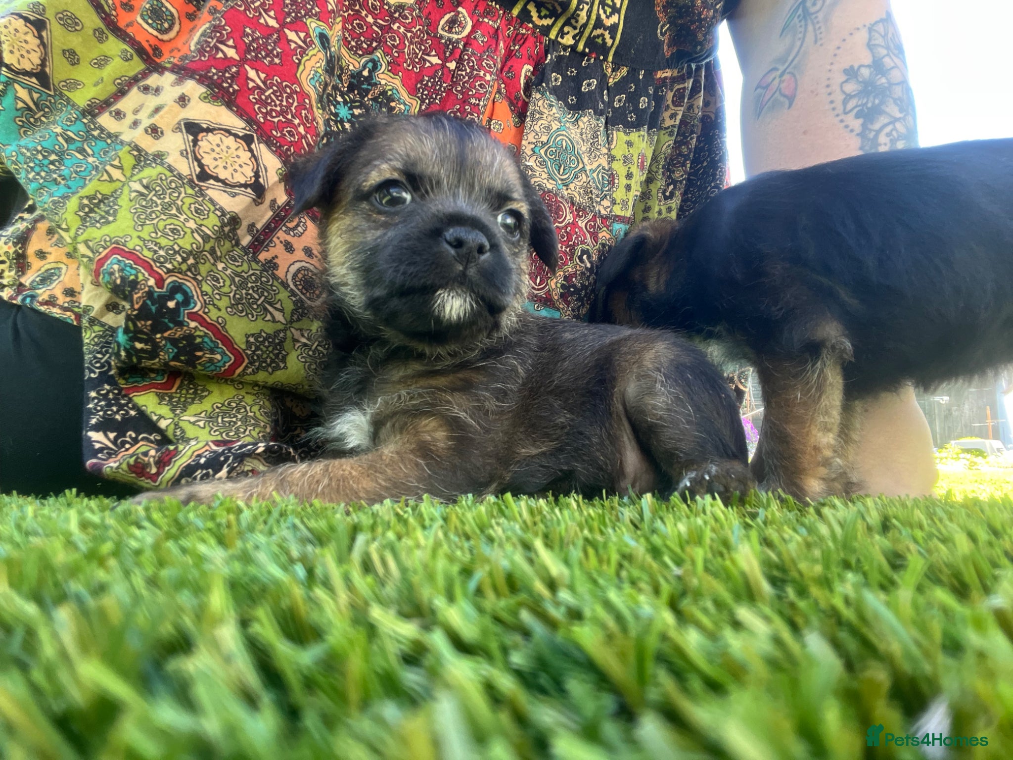 Border Terrier dogs for sale: KC reg Slem clear border terrier pups reg breeder - Advert 2