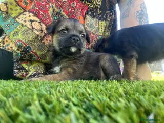 Border Terrier dogs for sale: KC reg Slem clear border terrier pups reg breeder - Advert 2