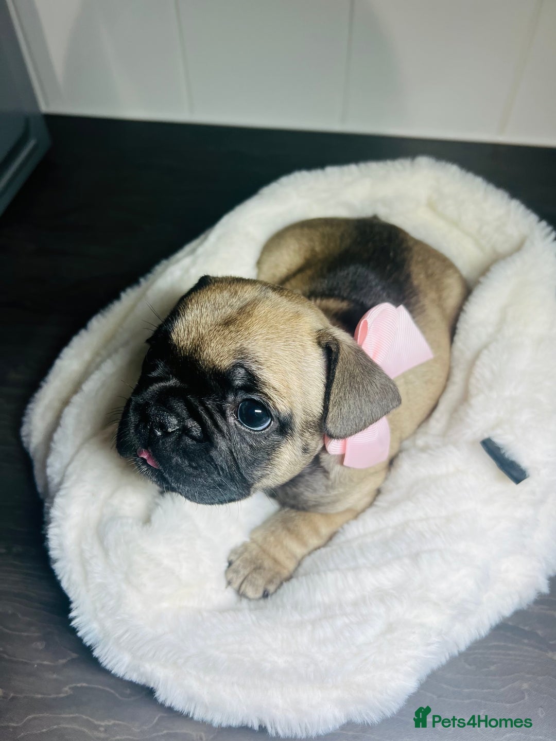 French Bulldog dogs for sale: Lilac French Buldog - Image 6