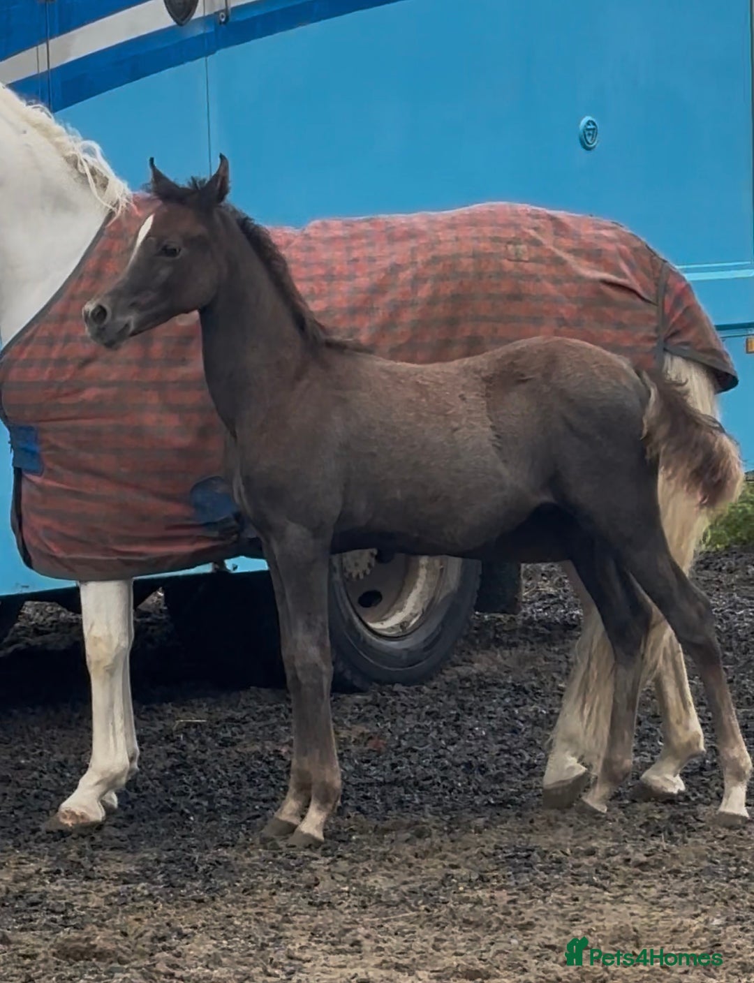 Arabian horse horses for sale: Arabian colt 5 months old  - Image 2