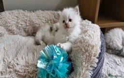 Ragdoll cats for sale: 🐾 Gorgeous Ragdoll Kittens.Ready 22nd December 🐾 - Image 16