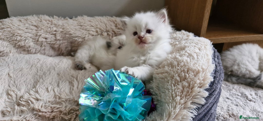 Ragdoll cats for sale: 🐾 Gorgeous Ragdoll Kittens.Ready 22nd December 🐾 - Image 16