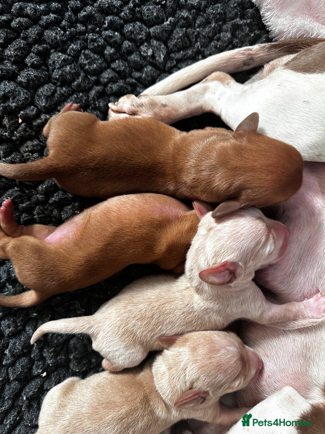 Miniature Dachshund dogs for sale: KC miniature dachshunds  - Advert 1