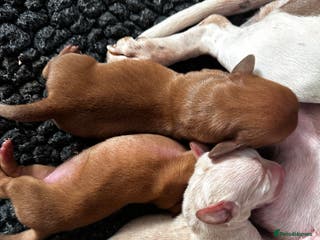 Miniature Dachshund dogs KC miniature dachshunds - Advert 1