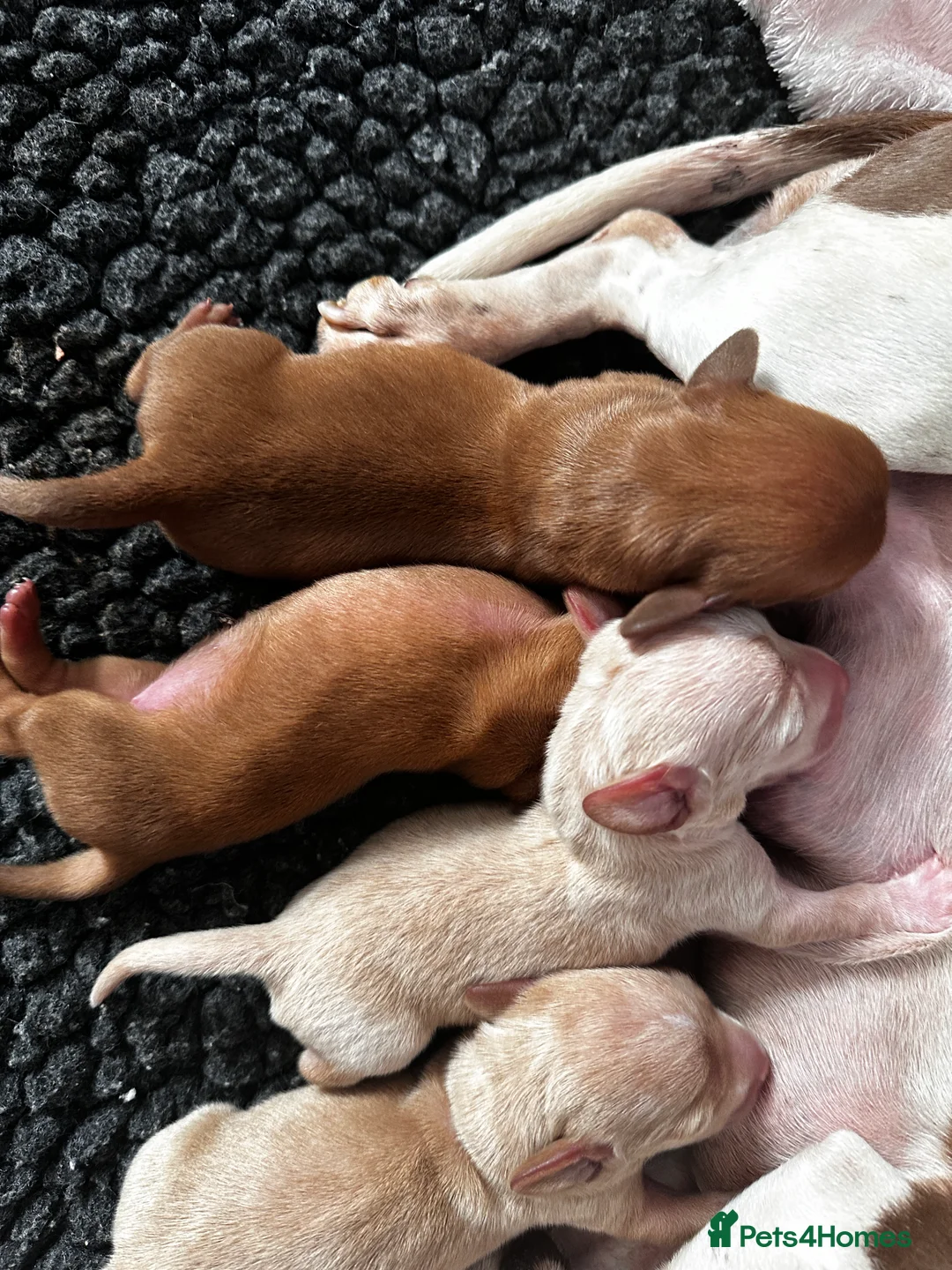 Miniature Dachshund dogs for sale: KC miniature dachshunds  - Advert 15