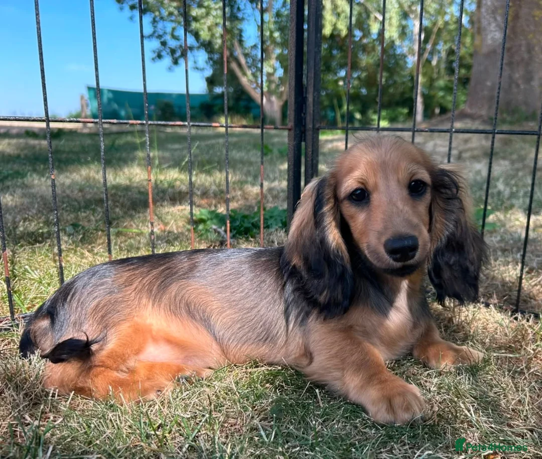 Miniature Dachshund dogs for sale: Kc registered miniature longhaired dachshunds   - Advert 1