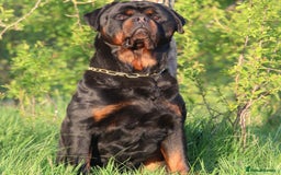 Rottweiler dogs for sale: Top KC Registered Rottweiler Puppies For Sale - Image 15