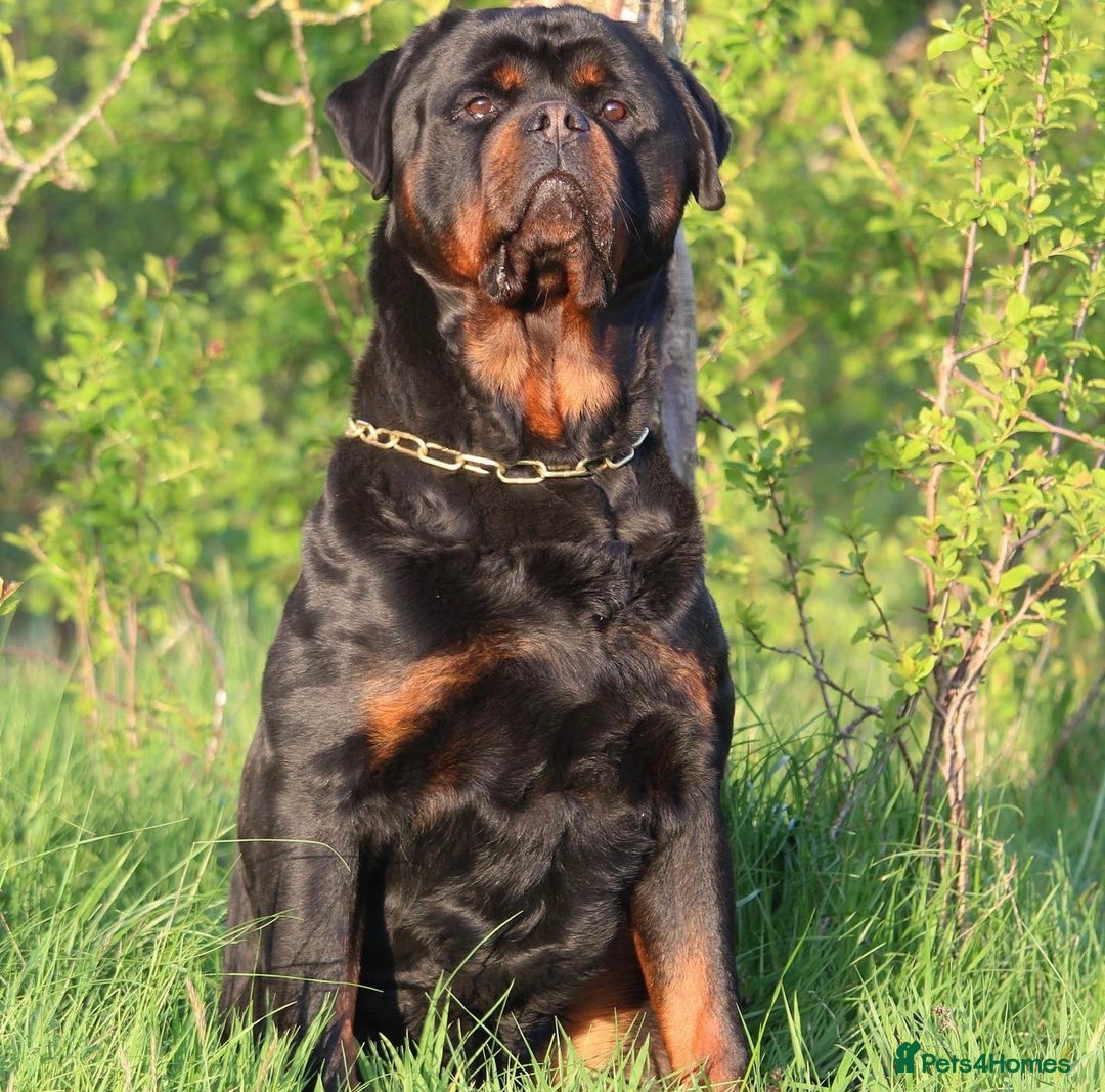Rottweiler dogs for sale: Top KC Registered Rottweiler Puppies For Sale - Image 15