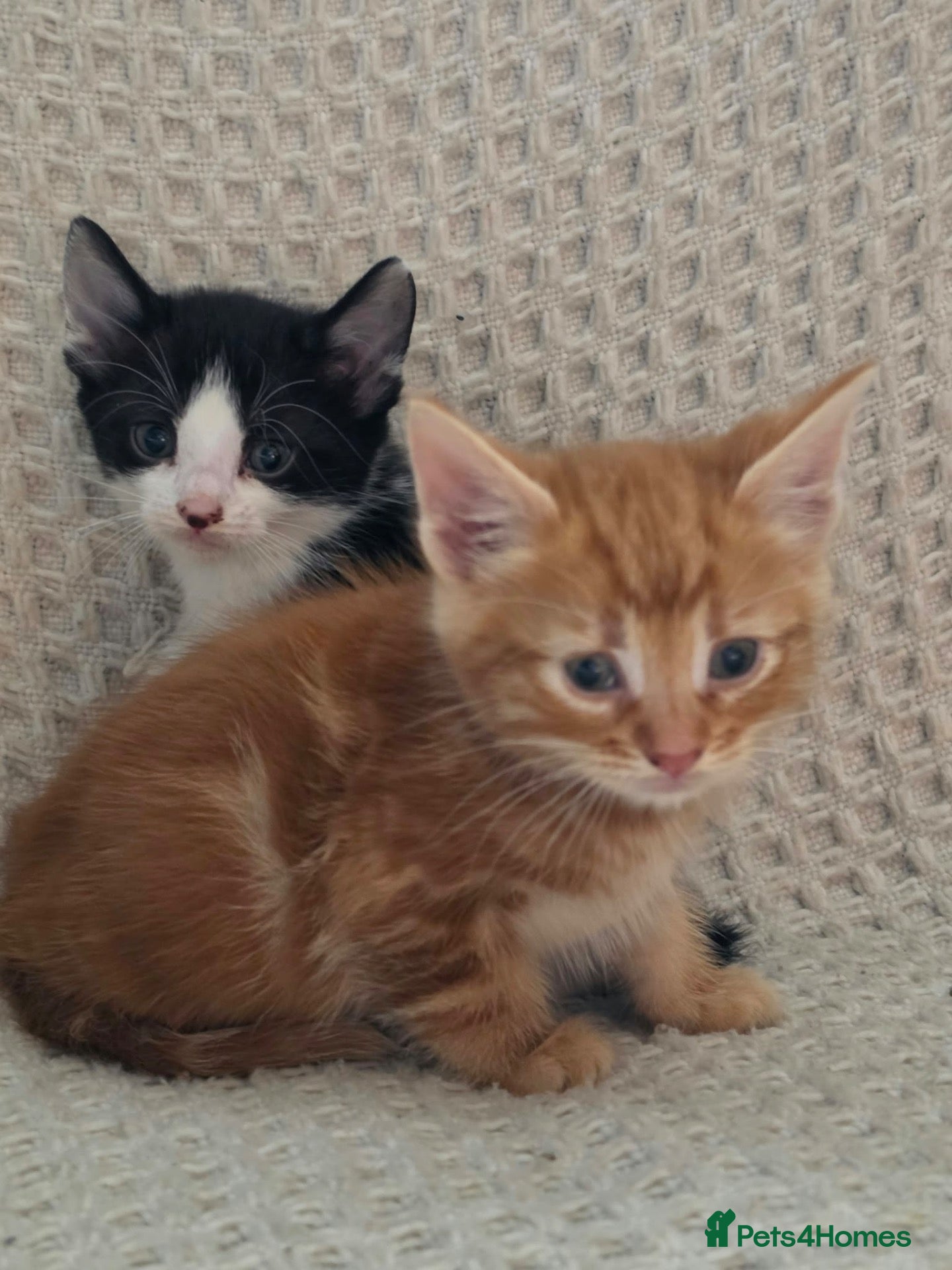 Mixed Breed cats Kittens  - Advert 2