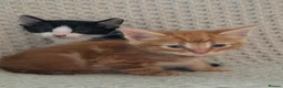 Mixed Breed cats for sale: Kittens  - Advert 2
