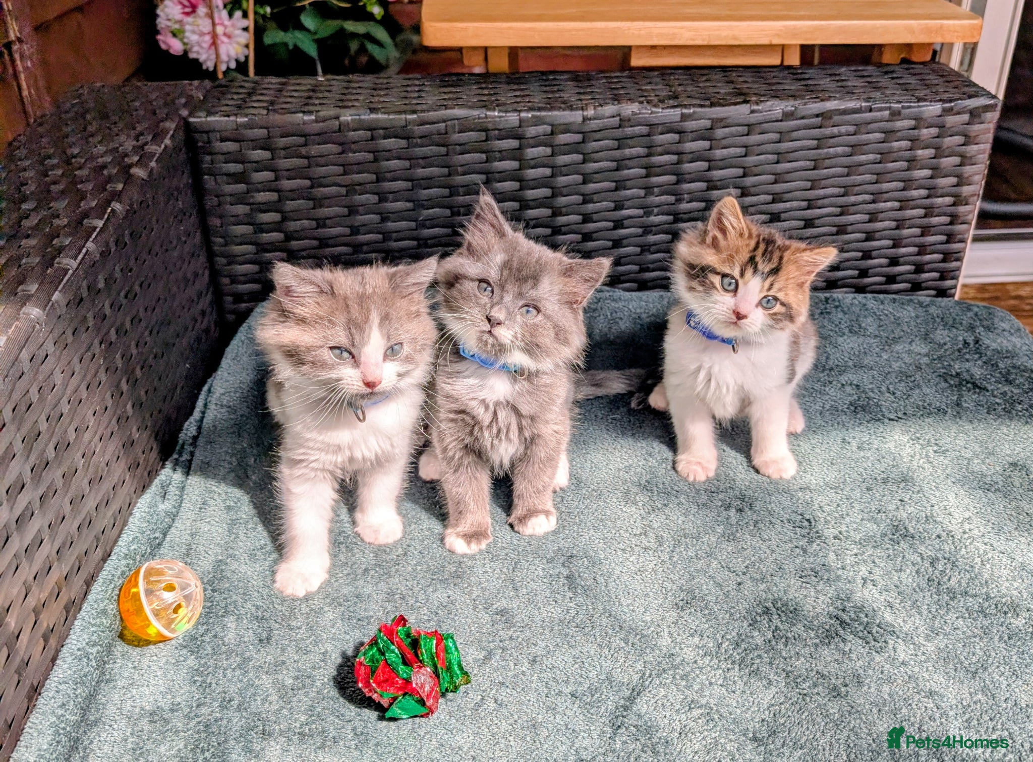 Siberian cats Siberian crossed kittens  - Advert 1