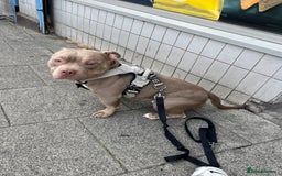 American Bulldog dogs for sale: BEAUTIFUL!! American bulldog for sale - Image 3