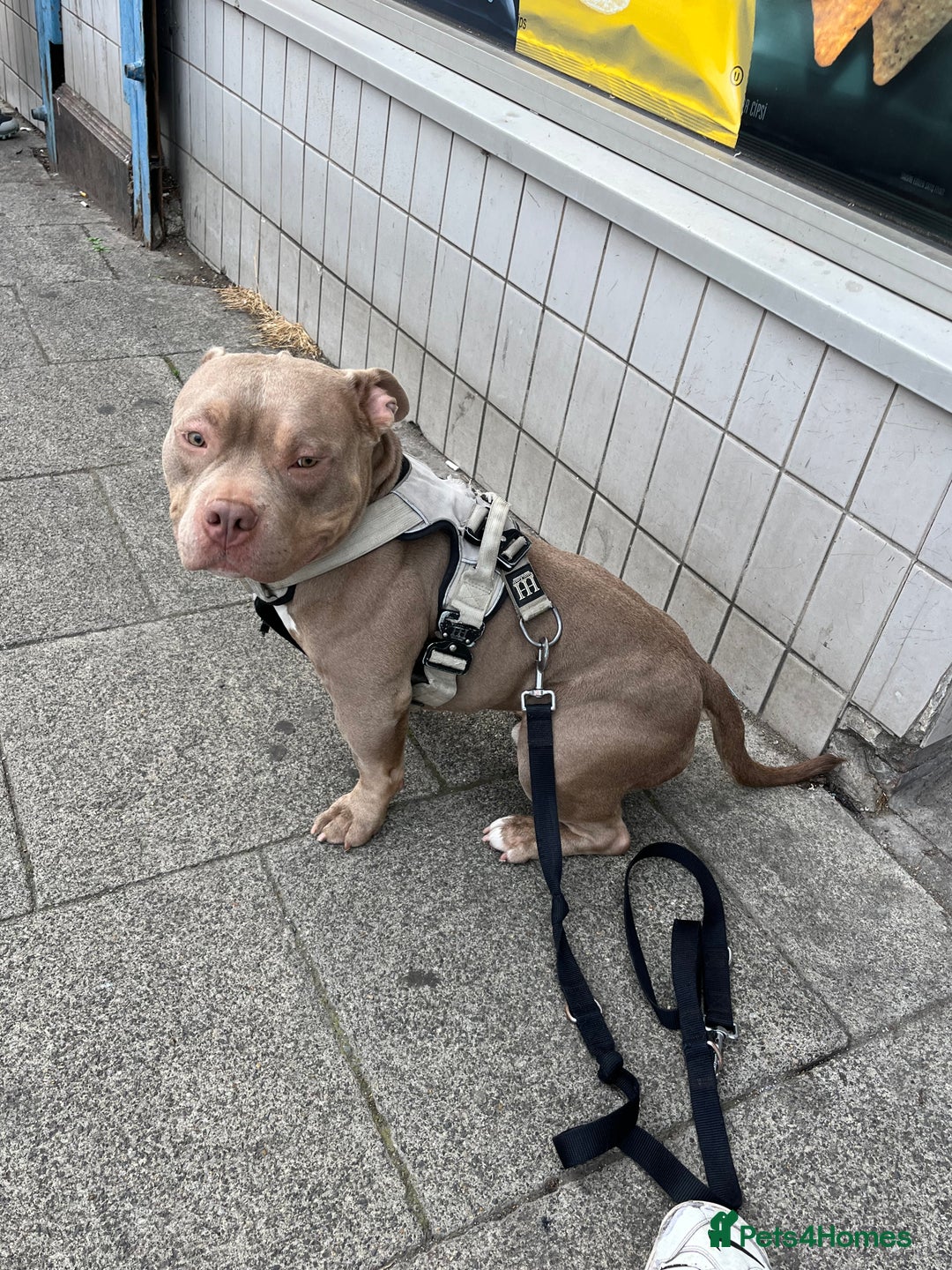 American Bulldog dogs for sale: BEAUTIFUL!! American bulldog for sale - Image 3