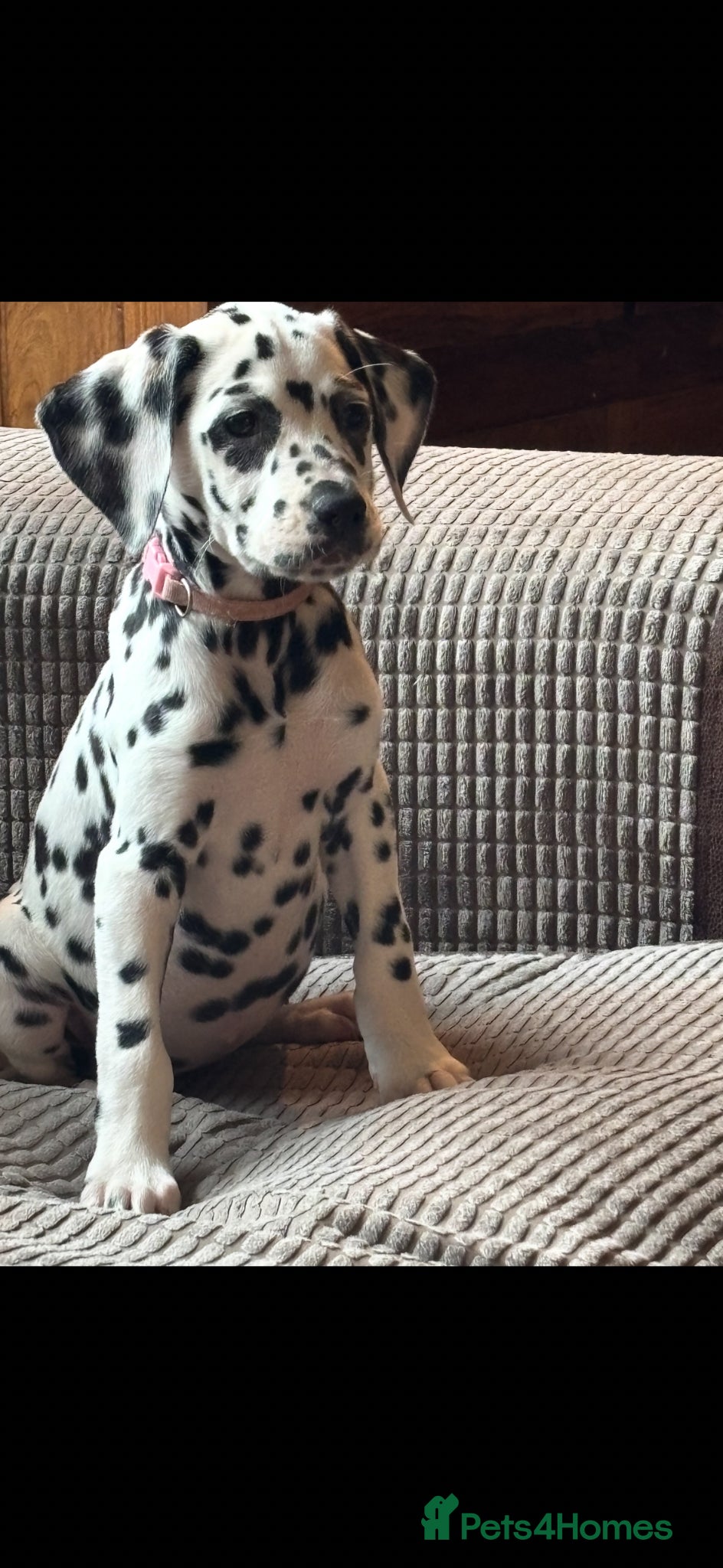 Dalmatian dogs ** 3 Left** Dalmatian Pups ready now - Advert 2