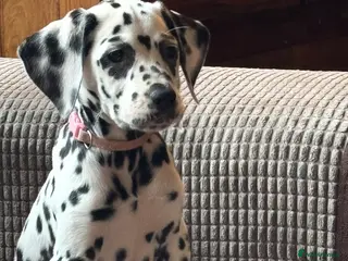 Dalmatian dogs ** 3 Left** Dalmatian Pups ready now - Advert 2
