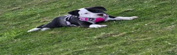 Staffordshire Bull Terrier dogs for sale: Luna  - Advert 7