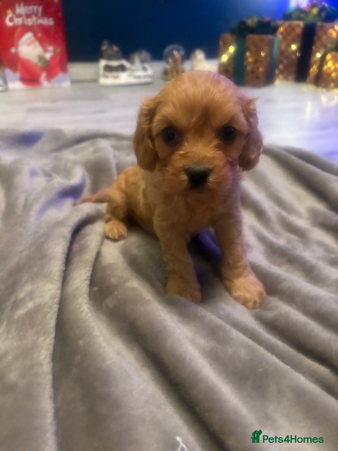 Cavapoo dogs for sale: Gorgeous Cavapoo puppies - Advert 11