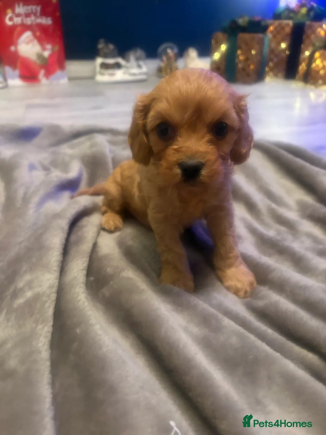 Cavapoo dogs for sale: Gorgeous Cavapoo puppies - Advert 11
