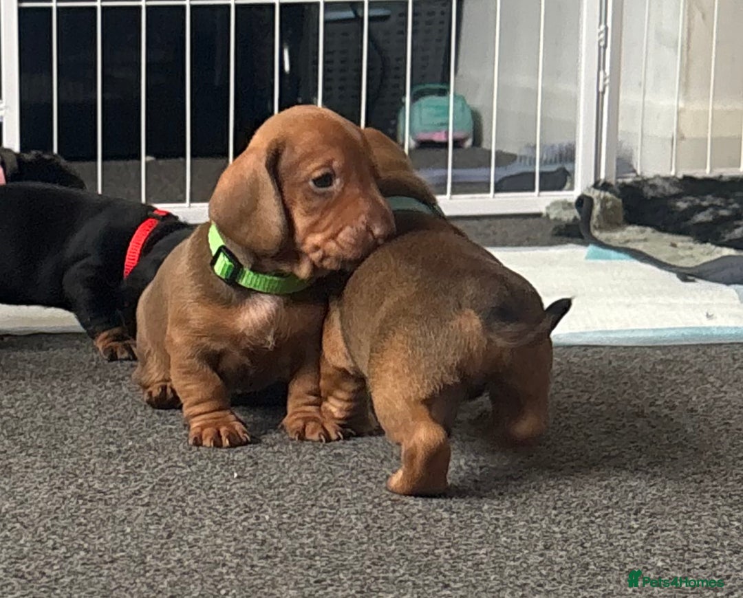 Dachshund dogs for sale: Beautiful dachshund puppies  - Image 35