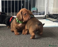 Dachshund dogs - Advert 4