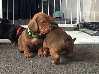 Dachshund dogs - Advert 1