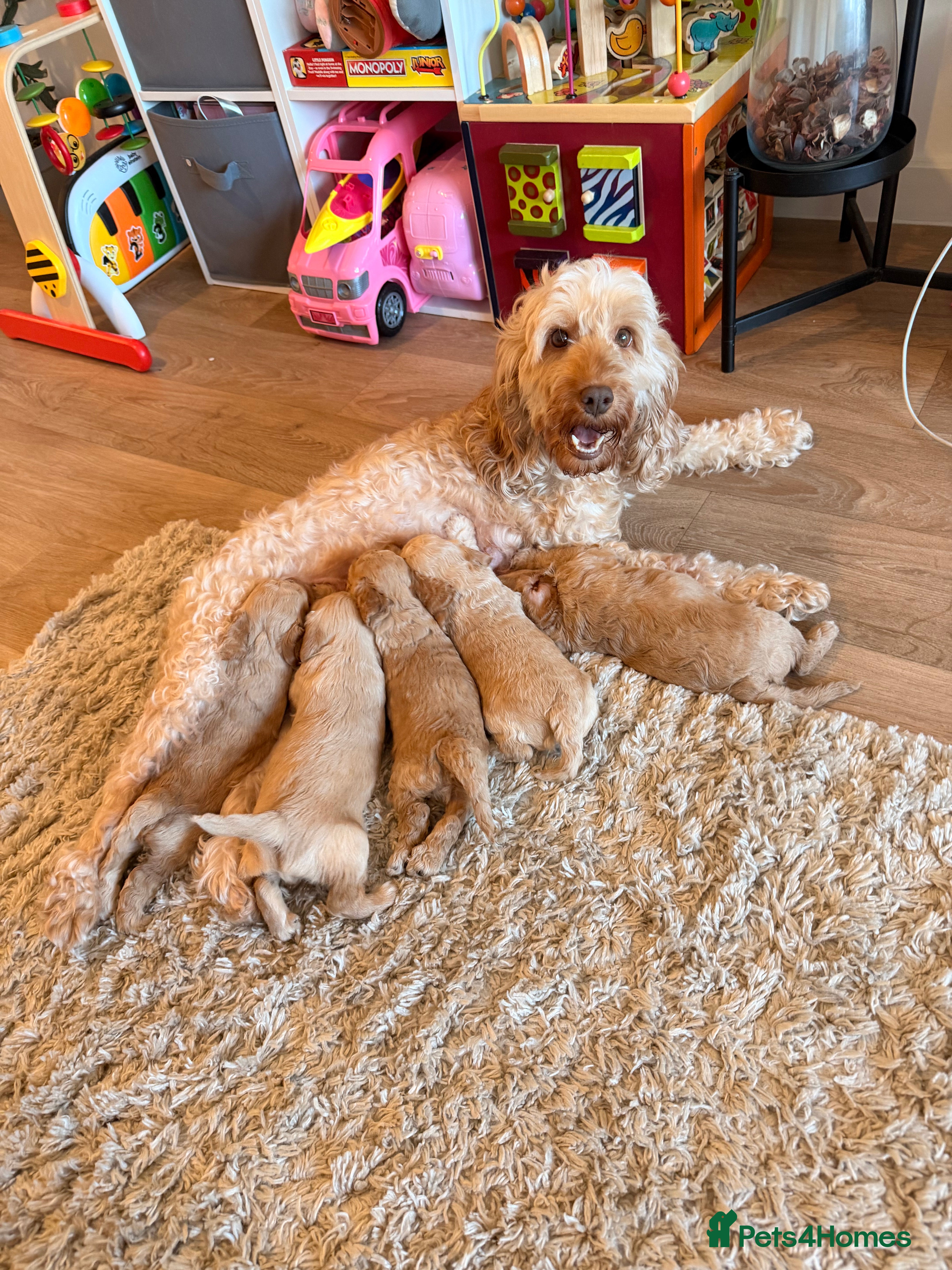 Cockapoo dogs ✨🐶 Gorgeous cockapoo puppies🐶✨ - Advert 1