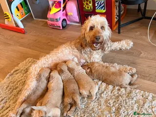 Cockapoo dogs ✨🐶 Gorgeous cockapoo puppies🐶✨ - Advert 6