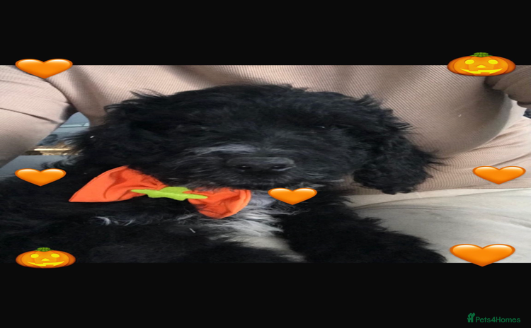 Cockapoo dogs - Advert 14