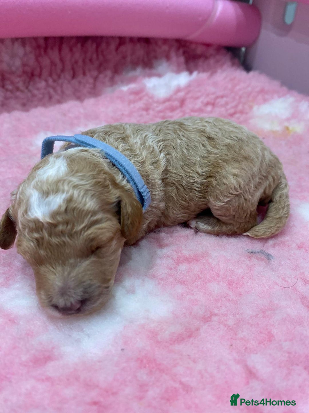 Labradoodle dogs for sale: Multi- Generation Toy/Mini parti Labradoodles   - Advert 14