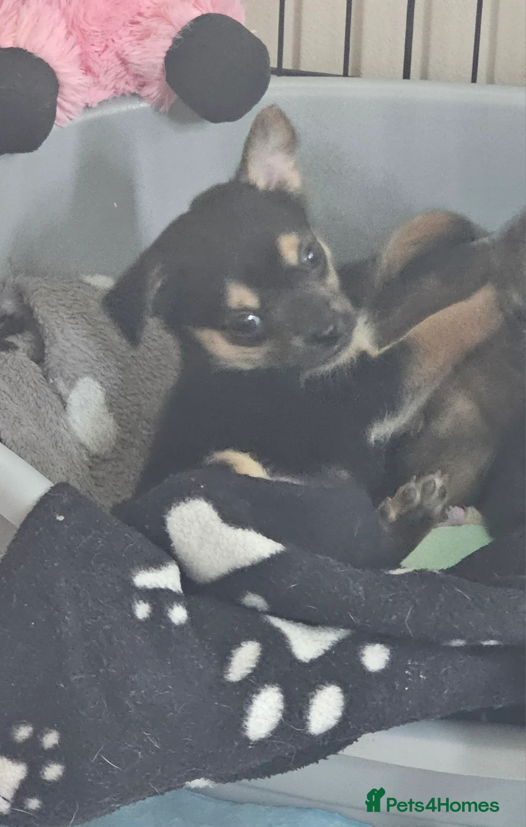 Chihuahua dogs for sale: Chihuahua  - Advert 1