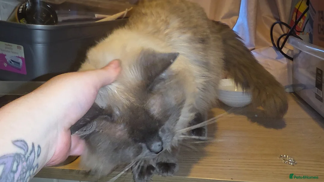 Ragdoll cats for sale: Male entire blue point ragdoll  - Advert 2