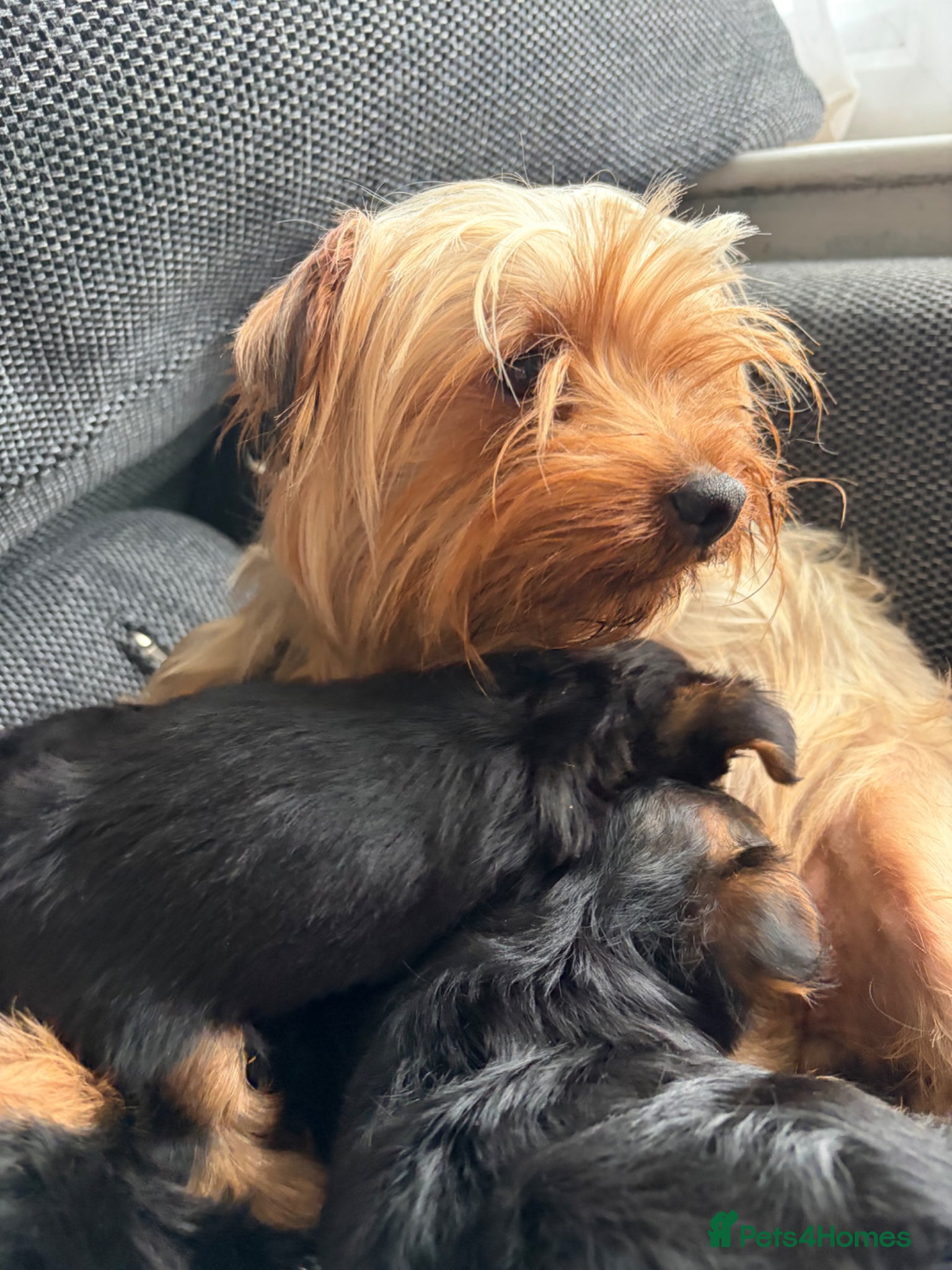 Yorkshire Terrier dogs for sale: 4 gorgeous puppies looking for their forever home in Horley - Advert 1