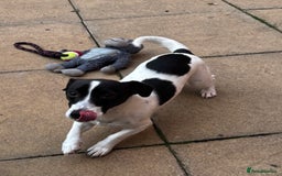 Jack Russell dogs for sale: Beautiful Jack Russell  - Image 3