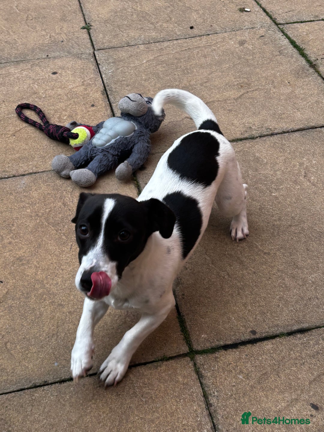 Jack Russell dogs for sale: Beautiful Jack Russell  - Image 3