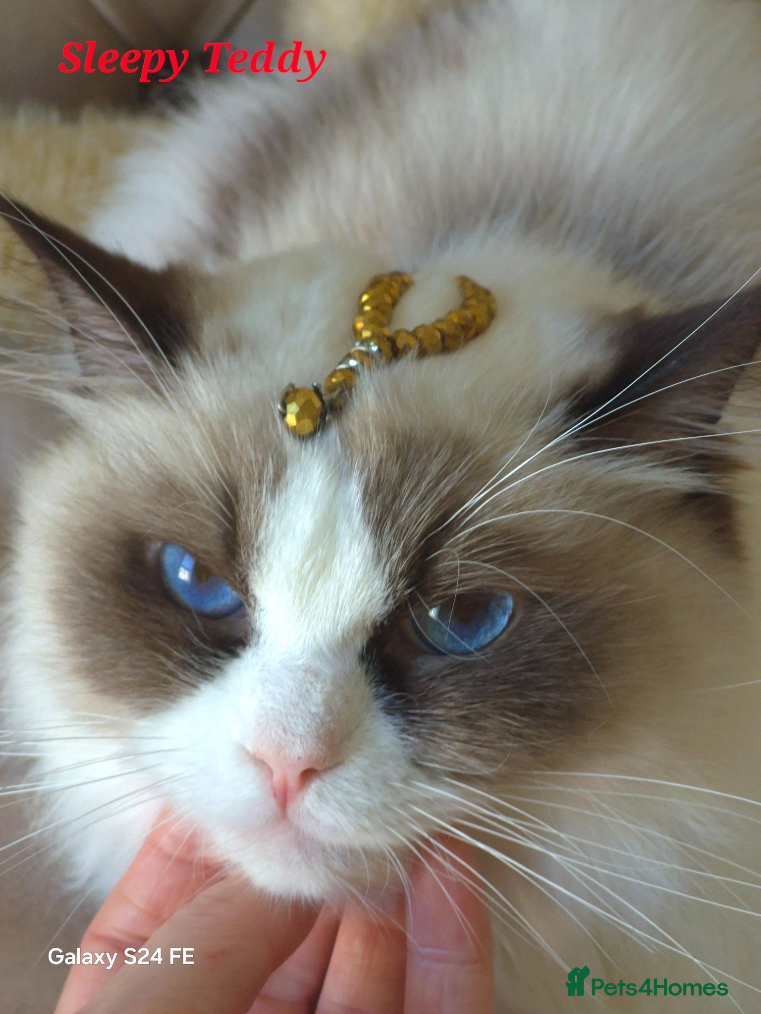 Ragdoll cats Premium Seal Bicolour  Ragdoll Boys 💖💖💖 - Advert 13