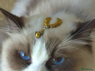 Ragdoll cats Premium Seal Bicolour Ragdoll Boys 💖💖💖 - Advert 13