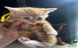 British Shorthair cats for sale: Beautiful little boys *3 left * - Image 3